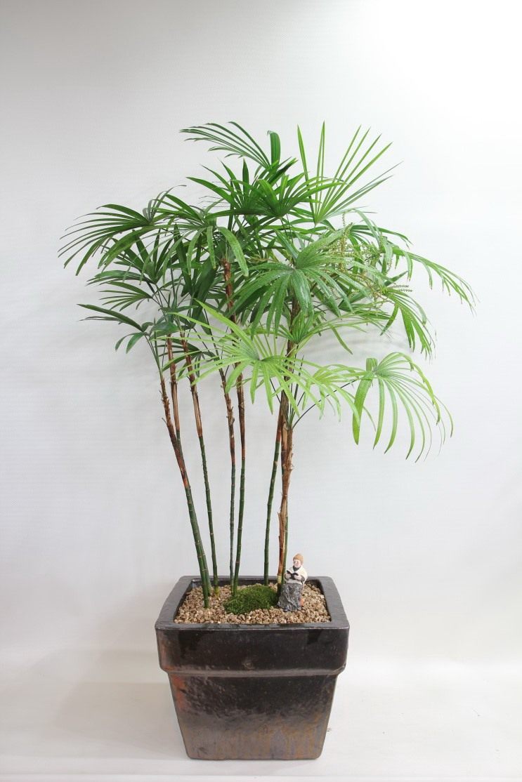 Бамбуковая Пальма Фото Комнатная