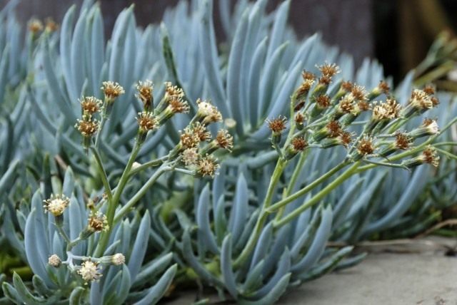 Крестовник ползучий (Senecio serpens) Крестовник ползучий (Senecio serpens)