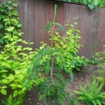 Пихта Вича «Pendula» (Abies veitchii) Пихта Вича «Pendula» (Abies veitchii)