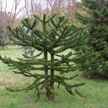 Араукария чилийская (Araucaria araucana) Араукария чилийская (Araucaria araucana)
