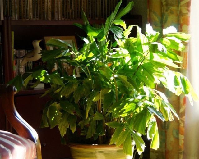 Кариота нежная, или мягкая (Caryota mitis) Кариота нежная, или мягкая (Caryota mitis)