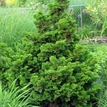 Кипарисовик туполистный «Nana Gracilis» (Chamaecyparis obtusa) Кипарисовик туполистный «Nana Gracilis» (Chamaecyparis obtusa)