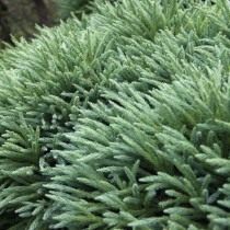 Криптомерия японская (Cryptomeria japonica) Криптомерия японская (Cryptomeria japonica)