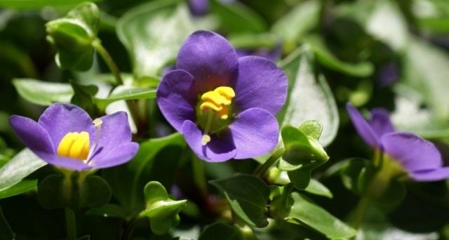 Экзакум родственный, или персидская фиалка (Exacum affine) Экзакум родственный, или персидская фиалка (Exacum affine)