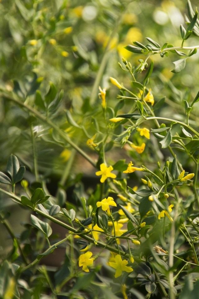 Жасмин цветистый (Jasminum floridum) Жасмин цветистый (Jasminum floridum)