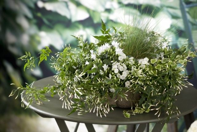 Жасмин многоцветковый (Jasminum polyanthum) Жасмин многоцветковый (Jasminum polyanthum)