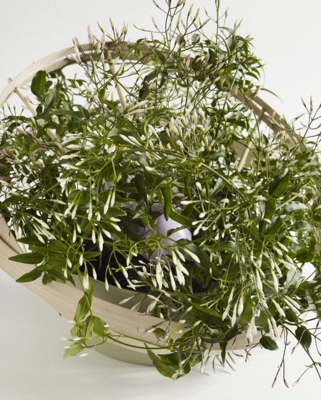 Жасмин многоцветковый (Jasminum polyanthum) Жасмин многоцветковый (Jasminum polyanthum)