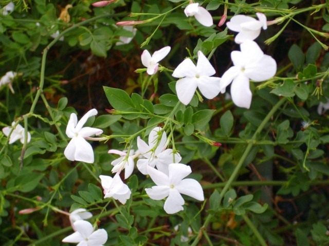 Жасмин белый (Jasminum officinale) Жасмин белый (Jasminum officinale)