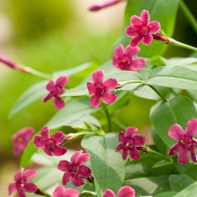 Жасмин Биса (Jasminum beesianum) Жасмин Биса (Jasminum beesianum)