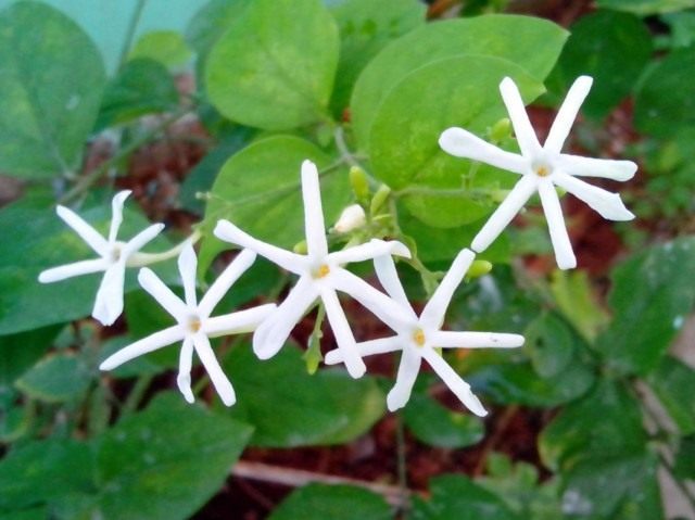 Жасмин крупноцветковый (Jasminum grandiflorum) Жасмин крупноцветковый (Jasminum grandiflorum)