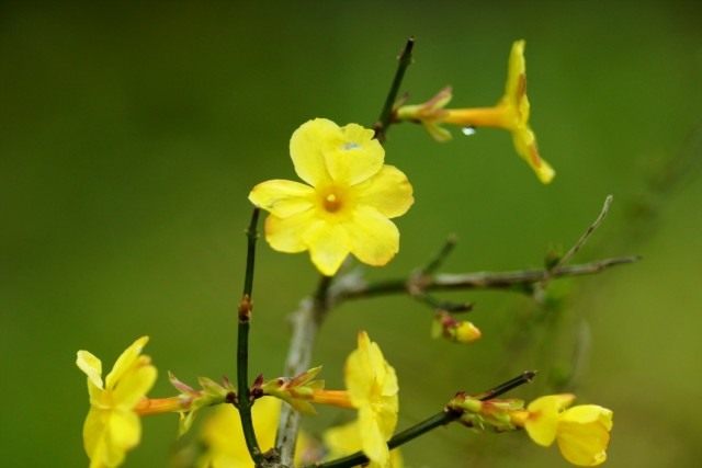 Жасмин голоцветковый (Jasminum nudiflorum) Жасмин голоцветковый (Jasminum nudiflorum)