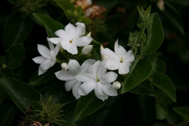 Жасмин Самбак (Jasminum sambac) Жасмин Самбак (Jasminum sambac)