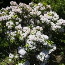 Кальмия широколистная (Kalmia latifolia) Кальмия широколистная (Kalmia latifolia)