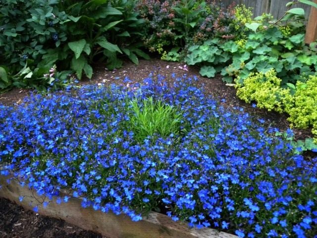 Лобелия эринус, или Лобелия длинночерешковая (Lobelia erinus) Лобелия эринус, или Лобелия длинночерешковая (Lobelia erinus)