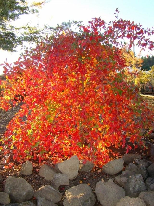 Нисса лесная (Nyssa sylvatica) Нисса лесная (Nyssa sylvatica)