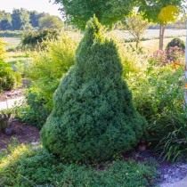 Ель голубая «Conica» (Picea glauca) Ель голубая «Conica» (Picea glauca)