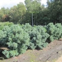 Cосна мелкоцветная «Schoon’s Bonsai» (Pinus parviflora) Cосна мелкоцветная «Schoon’s Bonsai» (Pinus parviflora)