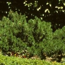 Сосна горная, или Сосна стланиковая европейская (Pinus mugo) Сосна горная, или Сосна стланиковая европейская (Pinus mugo)