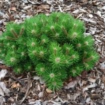 Сосна черная «Нана» (Pinus nigra) Сосна черная «Нана» (Pinus nigra)