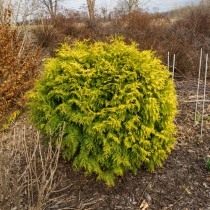 Плосковеточник восточный «Aurea Nana» (Platycladus orientalis) или Туя восточная (Thuja orientalis) Плосковеточник восточный «Aurea Nana» (Platycladus orientalis) или Туя восточная (Thuja orientalis)