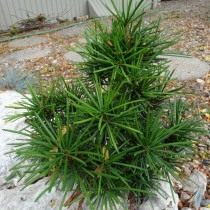 Сциадопитис мутовчатый (Sciadopitys verticillata) Сциадопитис мутовчатый (Sciadopitys verticillata)