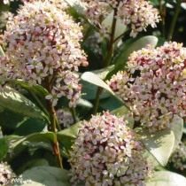 Скиммия японская (Skimmia japonica) Скиммия японская (Skimmia japonica)