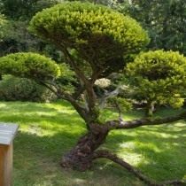 Тис ягодный «Dovastonii Aurea» (Taxus baccata) Тис ягодный «Dovastonii Aurea» (Taxus baccata)
