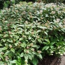 Калина Давида (Viburnum davidii) Калина Давида (Viburnum davidii)