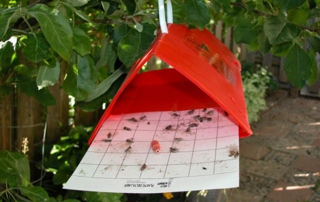 Плодожорка на смородине как бороться. codling moth 04. Плодожорка на смородине как бороться фото. Плодожорка на смородине как бороться-codling moth 04. картинка Плодожорка на смородине как бороться. картинка codling moth 04. В июне ягоды смородины наливаются, мы с нетерпением ждём сбора урожая. Однако в это время не стоит расслабляться и регулярно проверять состояние ягод, приподнимая ветки. Если вы заметите преждевременно краснеющие ягоды и некоторые из них могут быть уже сморщенные, опутанные паутинкой, это значит, ягоды смородины поедают личинки огнёвки.