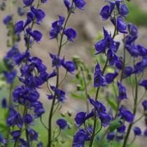 ядовитые цветы на даче фото и названия. Aconitum. ядовитые цветы на даче фото и названия фото. ядовитые цветы на даче фото и названия-Aconitum. картинка ядовитые цветы на даче фото и названия. картинка Aconitum. Дачные и придомовые участки немыслимы без цветов. Скромные дорожки, обрамленные тюльпанами, пышные цветники из однолетников, поражающих взгляд цветовым сочетанием, зелено-голубые хвойники. Прекрасны цветы в саду, в доме, в городских парках и скверах. Но, как сказала великая актриса Раневская в одном из фильмов: «Красота – это страшная сила», растения и цветы бывают опасны. Встречу с ними хочется продлить и вот уже букет на столе, нос в пыльце, стебелек в зубах, а далее, а далее… недомогание, скорая, реанимация. С некоторыми растениями и цветами работать необходимо, порой, в перчатках, а наслаждаться ароматом — на приличном расстоянии.