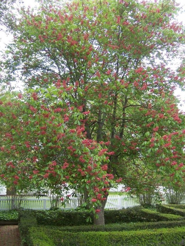 Конский каштан красный, или Конский каштан павия (Aesculus pavia) Конский каштан красный, или Конский каштан павия (Aesculus pavia)