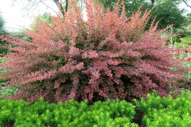 Барбарис тунберга «Роуз Глоу» (Berberis thunbergii 'Rose Glow') Барбарис тунберга «Роуз Глоу» (Berberis thunbergii 'Rose Glow')