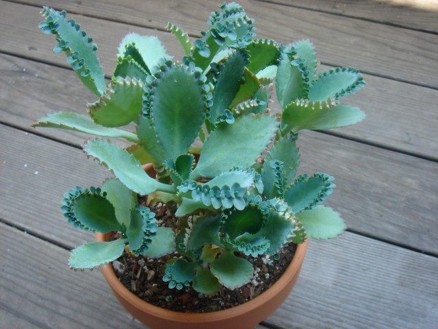 Бриофиллум перистый, так же Каланхоэ перистый (Bryophyllum pinnatum) Бриофиллум перистый, так же Каланхоэ перистый (Bryophyllum pinnatum)