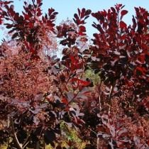 Скумпия кожевенная «Роял Пёрпл» (Cotinus coggygria 'Royal Purple') Скумпия кожевенная «Роял Пёрпл» (Cotinus coggygria 'Royal Purple')