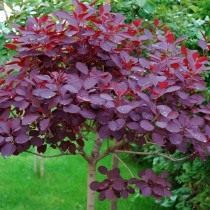 Скумпия кожевенная «Роял Пёрпл» (Cotinus coggygria 'Royal Purple') Скумпия кожевенная «Роял Пёрпл» (Cotinus coggygria 'Royal Purple')