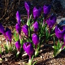 ядовитые цветы на даче фото и названия. Crocus. ядовитые цветы на даче фото и названия фото. ядовитые цветы на даче фото и названия-Crocus. картинка ядовитые цветы на даче фото и названия. картинка Crocus. Дачные и придомовые участки немыслимы без цветов. Скромные дорожки, обрамленные тюльпанами, пышные цветники из однолетников, поражающих взгляд цветовым сочетанием, зелено-голубые хвойники. Прекрасны цветы в саду, в доме, в городских парках и скверах. Но, как сказала великая актриса Раневская в одном из фильмов: «Красота – это страшная сила», растения и цветы бывают опасны. Встречу с ними хочется продлить и вот уже букет на столе, нос в пыльце, стебелек в зубах, а далее, а далее… недомогание, скорая, реанимация. С некоторыми растениями и цветами работать необходимо, порой, в перчатках, а наслаждаться ароматом — на приличном расстоянии.