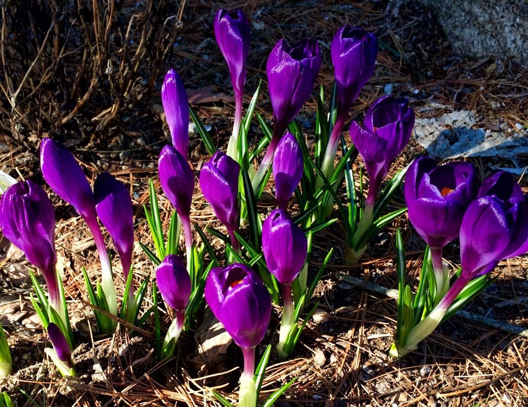 Ранние цветы многолетники фото. Луковичные многолетники крокусы. Крокус Шафран синий. Весеннецветущие луковичные. Луковичные цветы ранней весной.