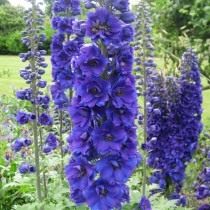 ядовитые цветы на даче фото и названия. Delphinium. ядовитые цветы на даче фото и названия фото. ядовитые цветы на даче фото и названия-Delphinium. картинка ядовитые цветы на даче фото и названия. картинка Delphinium. Дачные и придомовые участки немыслимы без цветов. Скромные дорожки, обрамленные тюльпанами, пышные цветники из однолетников, поражающих взгляд цветовым сочетанием, зелено-голубые хвойники. Прекрасны цветы в саду, в доме, в городских парках и скверах. Но, как сказала великая актриса Раневская в одном из фильмов: «Красота – это страшная сила», растения и цветы бывают опасны. Встречу с ними хочется продлить и вот уже букет на столе, нос в пыльце, стебелек в зубах, а далее, а далее… недомогание, скорая, реанимация. С некоторыми растениями и цветами работать необходимо, порой, в перчатках, а наслаждаться ароматом — на приличном расстоянии.