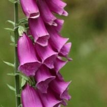 ядовитые цветы на даче фото и названия. Digitalis. ядовитые цветы на даче фото и названия фото. ядовитые цветы на даче фото и названия-Digitalis. картинка ядовитые цветы на даче фото и названия. картинка Digitalis. Дачные и придомовые участки немыслимы без цветов. Скромные дорожки, обрамленные тюльпанами, пышные цветники из однолетников, поражающих взгляд цветовым сочетанием, зелено-голубые хвойники. Прекрасны цветы в саду, в доме, в городских парках и скверах. Но, как сказала великая актриса Раневская в одном из фильмов: «Красота – это страшная сила», растения и цветы бывают опасны. Встречу с ними хочется продлить и вот уже букет на столе, нос в пыльце, стебелек в зубах, а далее, а далее… недомогание, скорая, реанимация. С некоторыми растениями и цветами работать необходимо, порой, в перчатках, а наслаждаться ароматом — на приличном расстоянии.
