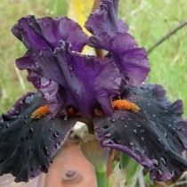 Ирис 'Dracula's Kiss' (Iris 'Dracula's Kiss') Ирис 'Dracula's Kiss' (Iris 'Dracula's Kiss')