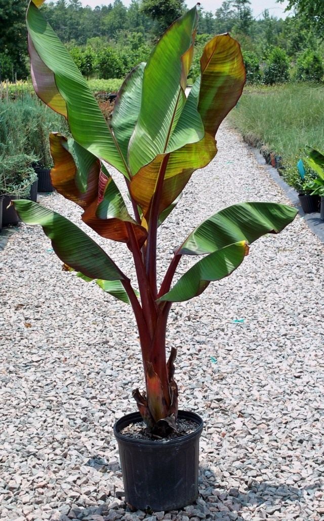 Абиссинский банан, или Энсета вздутая (Ensete ventricosum) Абиссинский банан, или Энсета вздутая (Ensete ventricosum)