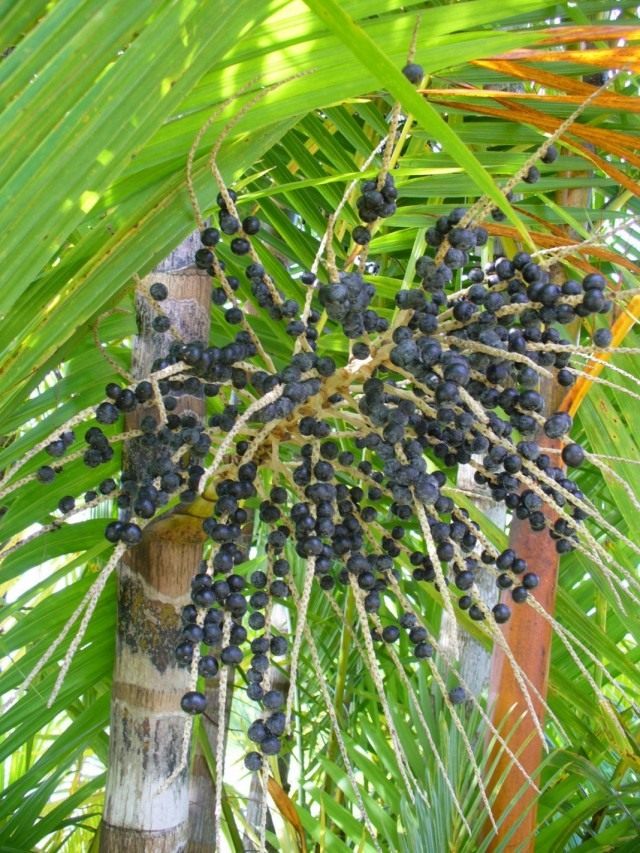 Асаи, или Эвтерпа овощная (Euterpe oleracea) Асаи, или Эвтерпа овощная (Euterpe oleracea)