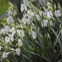 ядовитые цветы на даче фото и названия. Galanthus. ядовитые цветы на даче фото и названия фото. ядовитые цветы на даче фото и названия-Galanthus. картинка ядовитые цветы на даче фото и названия. картинка Galanthus. Дачные и придомовые участки немыслимы без цветов. Скромные дорожки, обрамленные тюльпанами, пышные цветники из однолетников, поражающих взгляд цветовым сочетанием, зелено-голубые хвойники. Прекрасны цветы в саду, в доме, в городских парках и скверах. Но, как сказала великая актриса Раневская в одном из фильмов: «Красота – это страшная сила», растения и цветы бывают опасны. Встречу с ними хочется продлить и вот уже букет на столе, нос в пыльце, стебелек в зубах, а далее, а далее… недомогание, скорая, реанимация. С некоторыми растениями и цветами работать необходимо, порой, в перчатках, а наслаждаться ароматом — на приличном расстоянии.