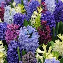 ядовитые цветы на даче фото и названия. Hyacinthus. ядовитые цветы на даче фото и названия фото. ядовитые цветы на даче фото и названия-Hyacinthus. картинка ядовитые цветы на даче фото и названия. картинка Hyacinthus. Дачные и придомовые участки немыслимы без цветов. Скромные дорожки, обрамленные тюльпанами, пышные цветники из однолетников, поражающих взгляд цветовым сочетанием, зелено-голубые хвойники. Прекрасны цветы в саду, в доме, в городских парках и скверах. Но, как сказала великая актриса Раневская в одном из фильмов: «Красота – это страшная сила», растения и цветы бывают опасны. Встречу с ними хочется продлить и вот уже букет на столе, нос в пыльце, стебелек в зубах, а далее, а далее… недомогание, скорая, реанимация. С некоторыми растениями и цветами работать необходимо, порой, в перчатках, а наслаждаться ароматом — на приличном расстоянии.