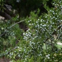 ядовитые цветы на даче фото и названия. Juniperus. ядовитые цветы на даче фото и названия фото. ядовитые цветы на даче фото и названия-Juniperus. картинка ядовитые цветы на даче фото и названия. картинка Juniperus. Дачные и придомовые участки немыслимы без цветов. Скромные дорожки, обрамленные тюльпанами, пышные цветники из однолетников, поражающих взгляд цветовым сочетанием, зелено-голубые хвойники. Прекрасны цветы в саду, в доме, в городских парках и скверах. Но, как сказала великая актриса Раневская в одном из фильмов: «Красота – это страшная сила», растения и цветы бывают опасны. Встречу с ними хочется продлить и вот уже букет на столе, нос в пыльце, стебелек в зубах, а далее, а далее… недомогание, скорая, реанимация. С некоторыми растениями и цветами работать необходимо, порой, в перчатках, а наслаждаться ароматом — на приличном расстоянии.