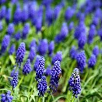 Мускари, или Мышиный гиацинт (Muscari) Мускари, или Мышиный гиацинт (Muscari)