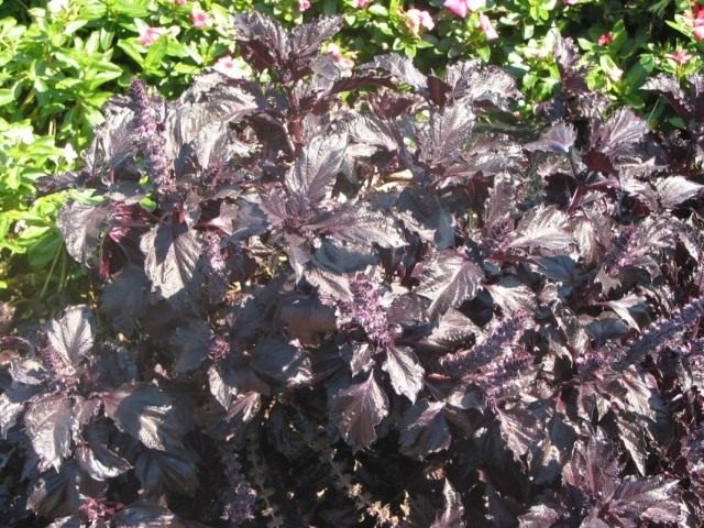 Базилик душистый 'Purple Ruffles' (Ocimum basilicum 'Purple Ruffles') Базилик душистый 'Purple Ruffles' (Ocimum basilicum 'Purple Ruffles')