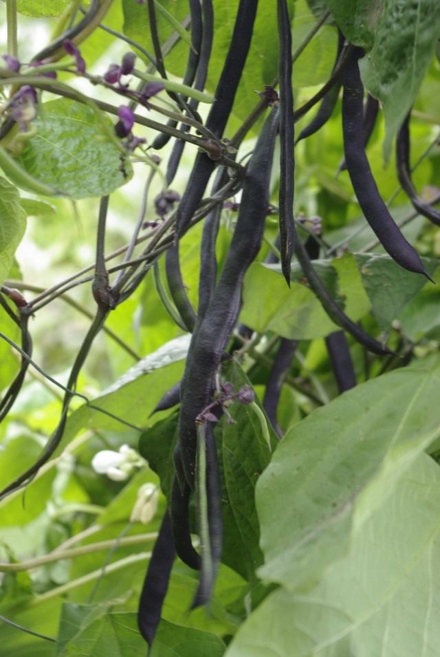 Фасоль обыкновенная (Phaseolus vulgaris) Фасоль обыкновенная (Phaseolus vulgaris)