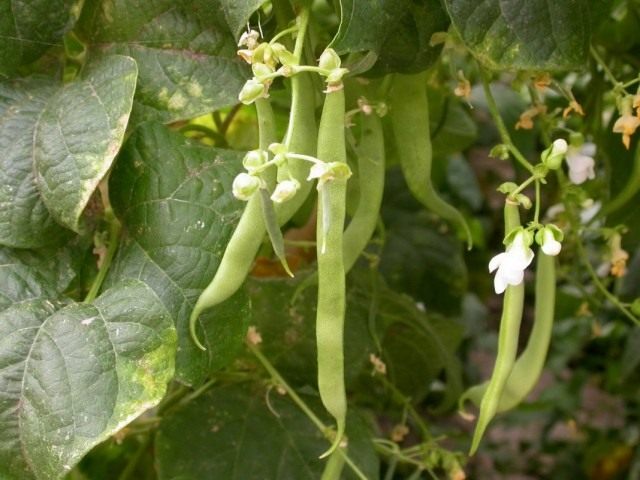 Фасоль обыкновенная (Phaseolus vulgaris) Фасоль обыкновенная (Phaseolus vulgaris)