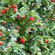 ядовитые цветы на даче фото и названия. Taxus baccata. ядовитые цветы на даче фото и названия фото. ядовитые цветы на даче фото и названия-Taxus baccata. картинка ядовитые цветы на даче фото и названия. картинка Taxus baccata. Дачные и придомовые участки немыслимы без цветов. Скромные дорожки, обрамленные тюльпанами, пышные цветники из однолетников, поражающих взгляд цветовым сочетанием, зелено-голубые хвойники. Прекрасны цветы в саду, в доме, в городских парках и скверах. Но, как сказала великая актриса Раневская в одном из фильмов: «Красота – это страшная сила», растения и цветы бывают опасны. Встречу с ними хочется продлить и вот уже букет на столе, нос в пыльце, стебелек в зубах, а далее, а далее… недомогание, скорая, реанимация. С некоторыми растениями и цветами работать необходимо, порой, в перчатках, а наслаждаться ароматом — на приличном расстоянии.